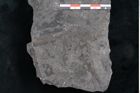 Foto (Detailansicht) von Flabellaria sublongirachis Ettingshausen (NHMW-GEO-2024-0188-10215)